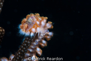 Bristleworm.  Never encountered one before this dive, the... by Patrick Reardon 